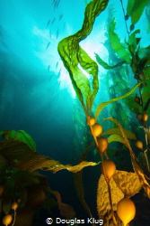 Burst.  New growth kelp shot against the kelp forest. Use... by Douglas Klug 